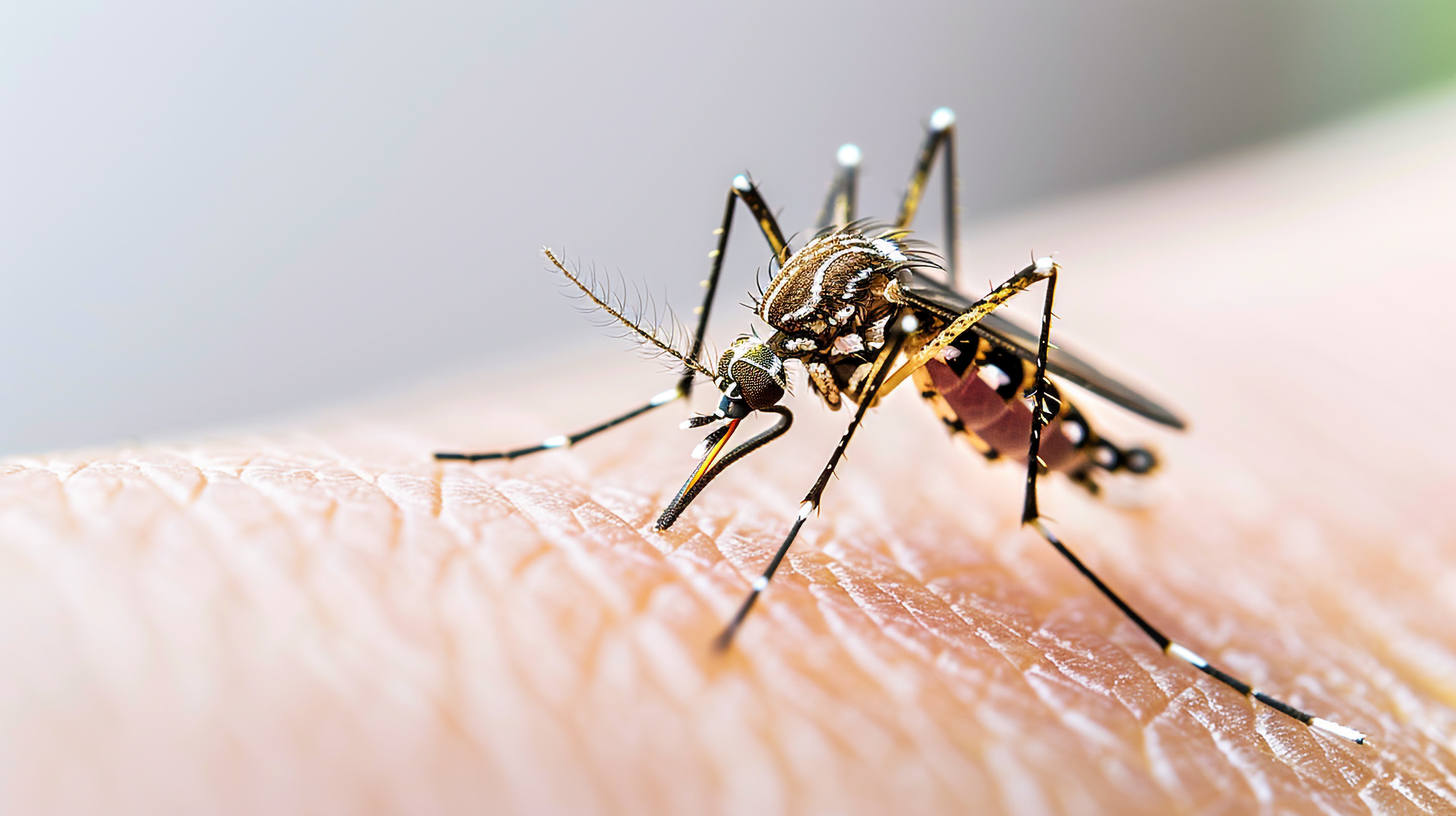 Yellow fever mosquito on skin